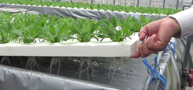 養液栽培のすべて = All about Hydroponics : 植物工場…