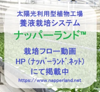 植物工場 ナッパーランド、AN、苗テラス | 三菱ケミカルアクア